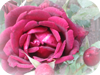 Rote Rose